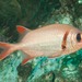 Pearly Soldierfish - Photo (c) Ian Shaw, all rights reserved, uploaded by Ian Shaw