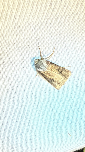 Venerable Dart (Agrotis venerabilis)