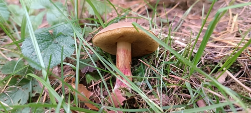 Auksakotis švelniabaravykis