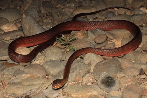 Brown Tree Snake sighting