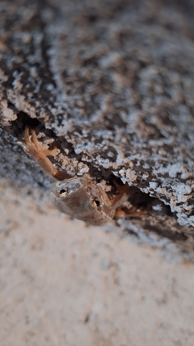 Lemon-yellow Tree Frog