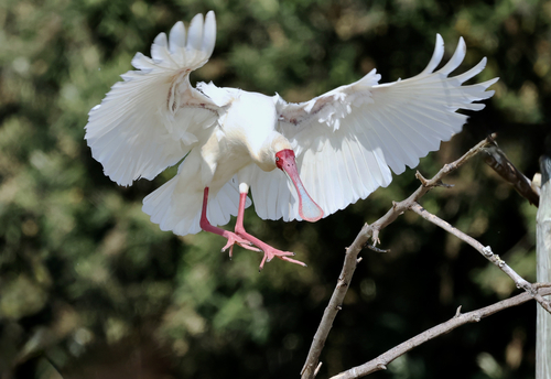 African Spoonbill