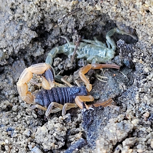 Chinese Scorpion