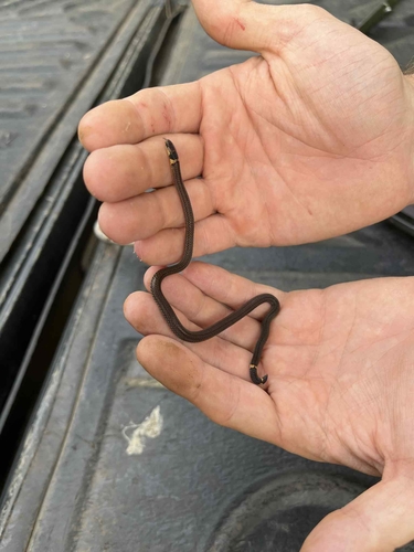 Collared Reed Snake