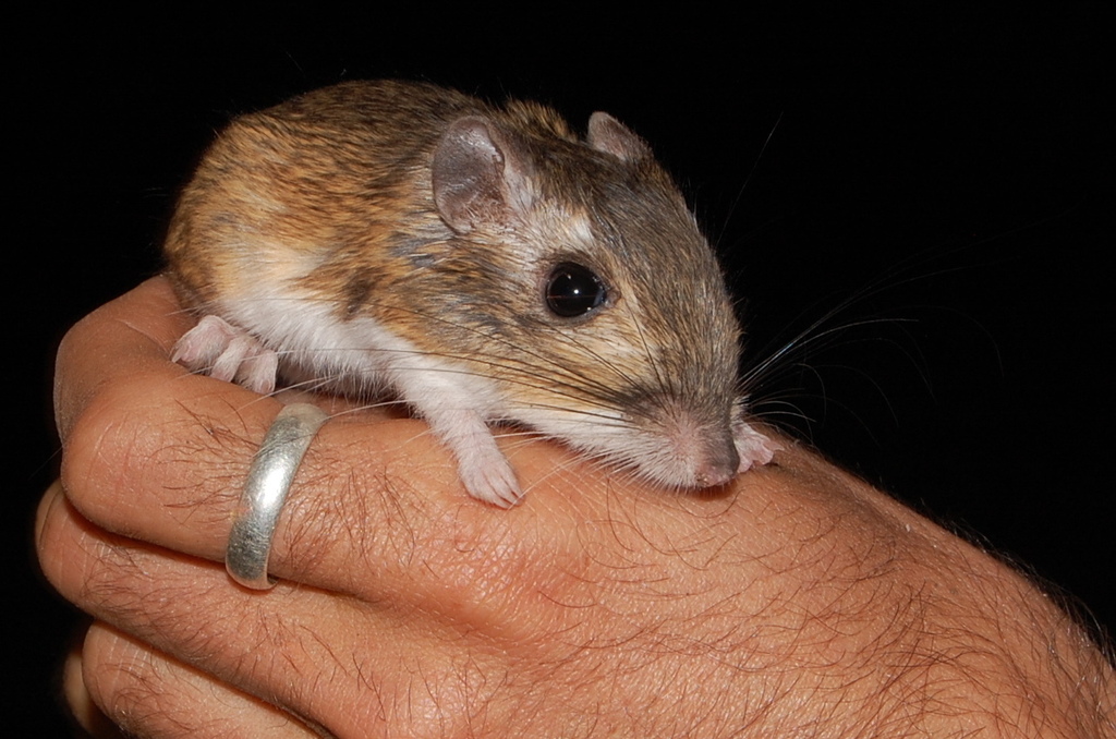 California kangaroo rat