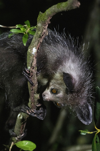 Aye-aye