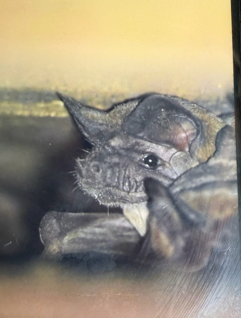 Angolan Free-tailed Bat in September 2025 by zbwildlife · iNaturalist