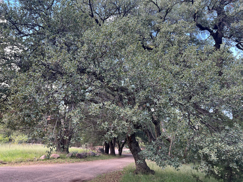 Organ Oak