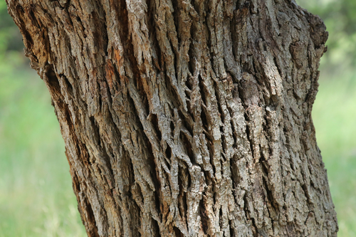 Organ Oak