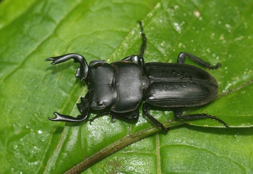 Platyfigulus scorpio