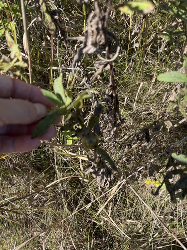 Unknown species found near Hastings, MN, US