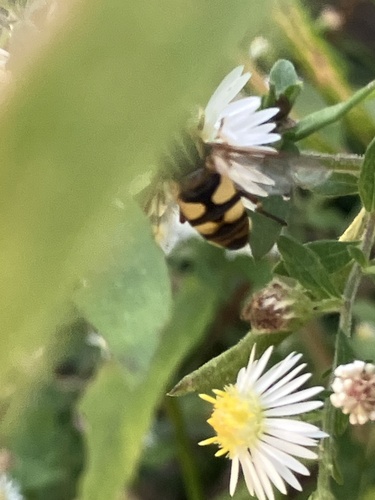 Unknown species found near Crosby Farm Regional Park, Saint Paul, MN, US