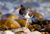 American × Black Oystercatcher Hybrid - Photo (c) BJ Stacey, all rights reserved