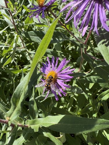 Unknown species found near Cottage Grove Ravine Regional Park, Cottage Grove, MN, US