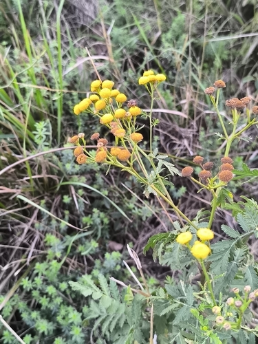 tansy