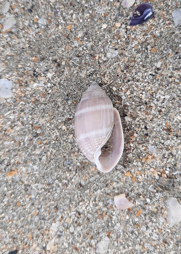 Acteon tornatilis