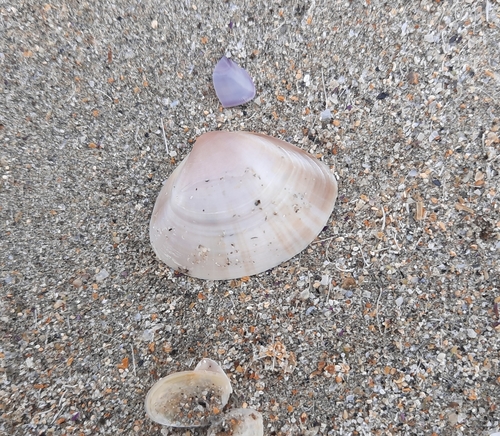 Mactra stultorum