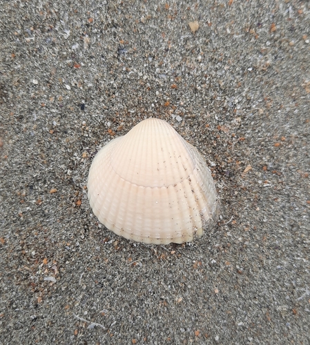 Cerastoderma edule