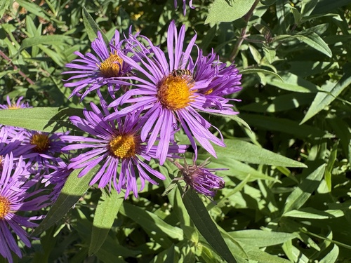 Unknown species found near Cottage Grove Ravine Regional Park, Cottage Grove, MN, US