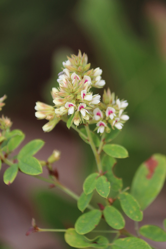 Lespedeza hirta