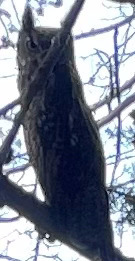 View observation of {o.common_name} on iNaturalist