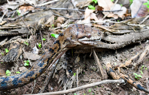 Australian Scrub Python sighting