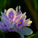 Common Water Hyacinth - Photo (c) Karen Cristina Vázquez Virgen, all rights reserved, uploaded by Karen Cristina Vázquez Virgen
