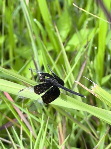 Pied Paddy Skimmer