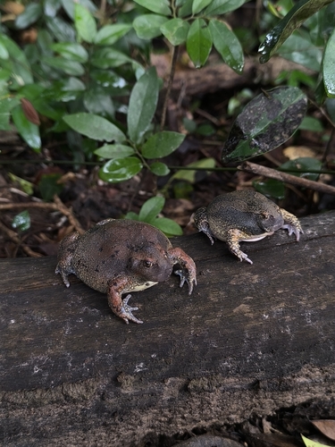 Blunt-headed Balloon Frog