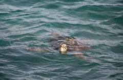 Green sea turtle