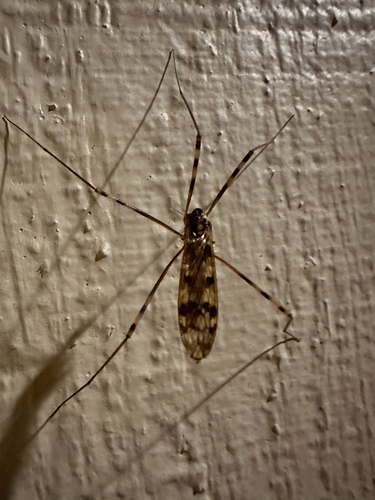 Unknown species found near Michigan, US
