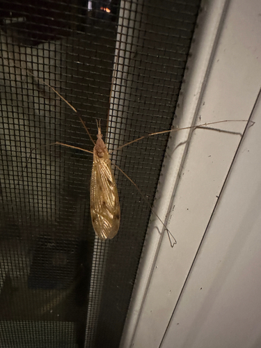 Unknown species found near Michigan, US