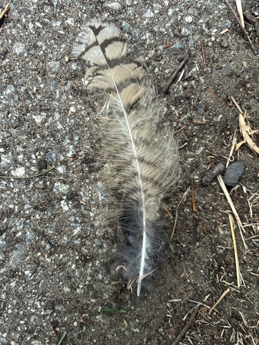 View observation of {o.common_name} on iNaturalist