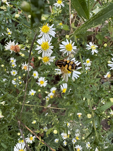 Unknown species found near Michigan, US