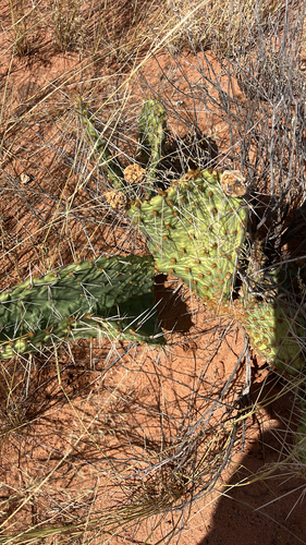 Twist-spined Pricklypear