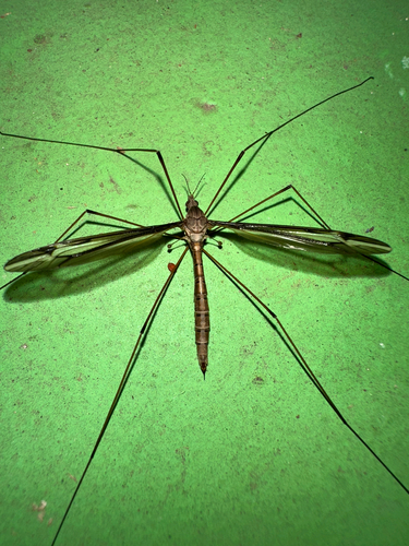 Unknown species found near Michigan, US