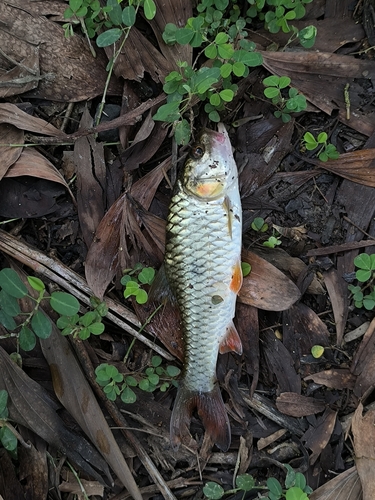 Spotted Hampala Barb