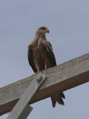 Black Kite