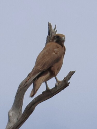 Brown Falcon