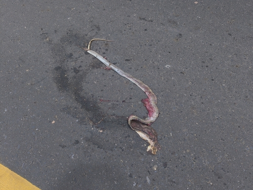 Copperhead Rat Snake