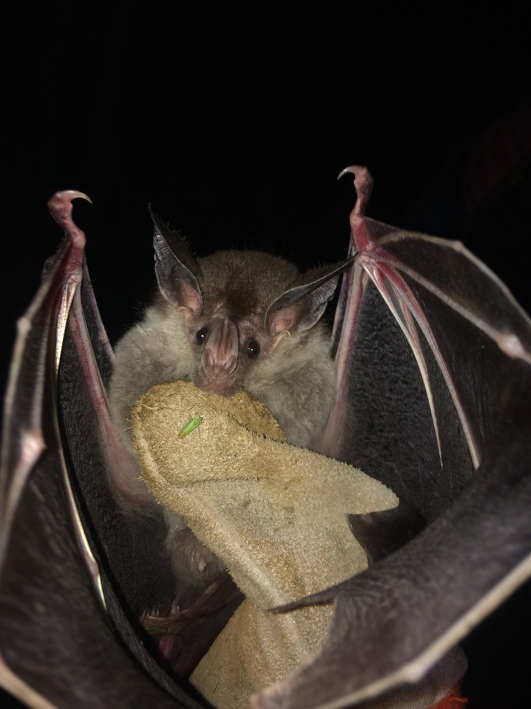 Big-eared Woolly Bat (Chrotopterus auritus) - Know Your Mammals