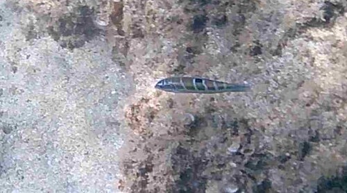 Thalassoma pavo