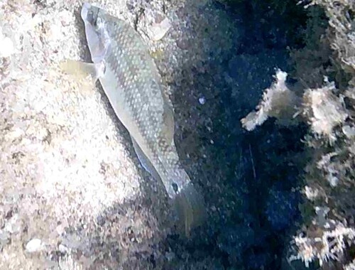 Symphodus tinca