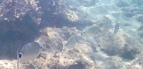 Diplodus sargus