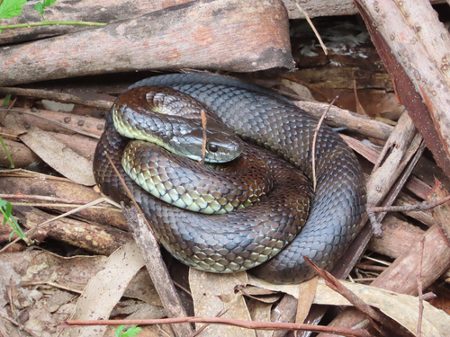 Tiger Snake sighting