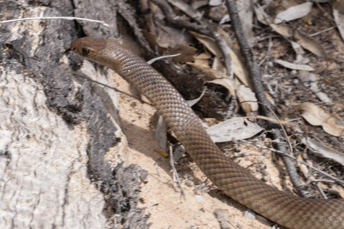 Eastern Brown Snake sighting