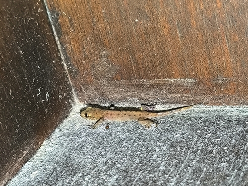 Common Four-clawed Gecko