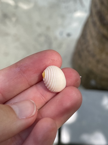 Pleated Nerite — seen at this dive site