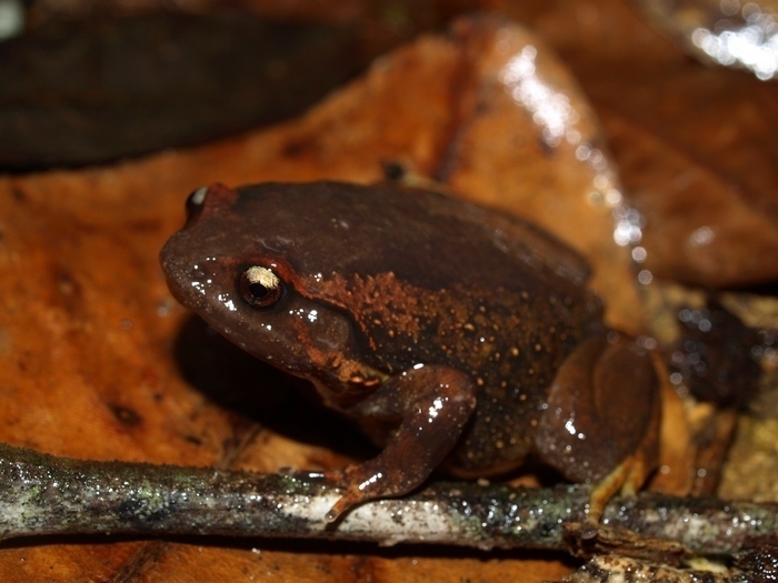Fort Dauphin Digging Frog (Plethodontohyla alluaudi)