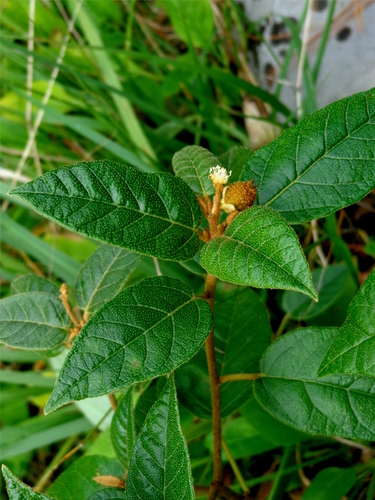 Croton virletianus